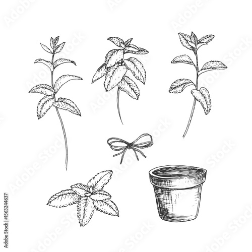 Mint plant, pot and baw. Vector illustrations set hand drawn with ink and isolated on white background. Objects for label design