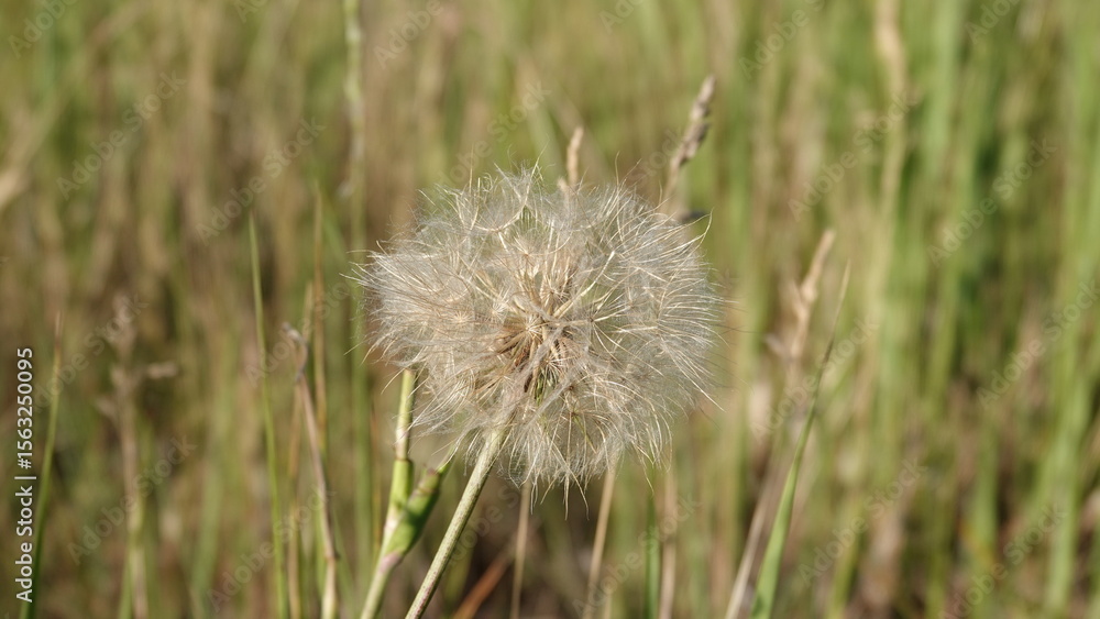 Fototapeta premium Prosienicznik gładki - roślina w Polsce uznawana za chwast