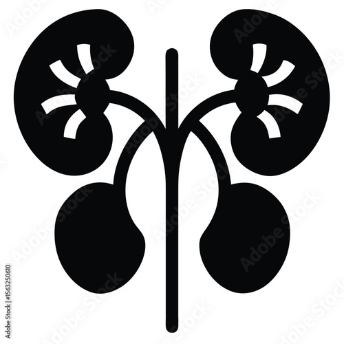 Detailed black and white kidney illustration anatomy medical