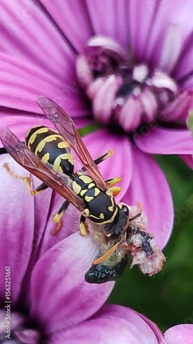   Vespula vulgaris. Avispa chaqueta amarilla europea. Una avispa come una larva de un gusano.
