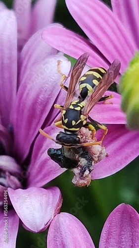   Vespula vulgaris. Avispa chaqueta amarilla europea. Una avispa come una larva de un gusano. 