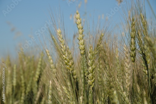 Zielone kłosy pszenicy na wiejskim polu podczas pięknej słonecznej pogody. 