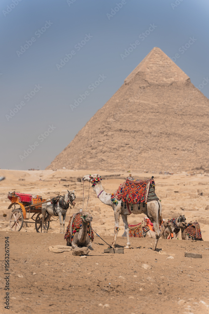 Fototapeta premium Camels and horse carriage waiting for tourists near the great pyramid of giza