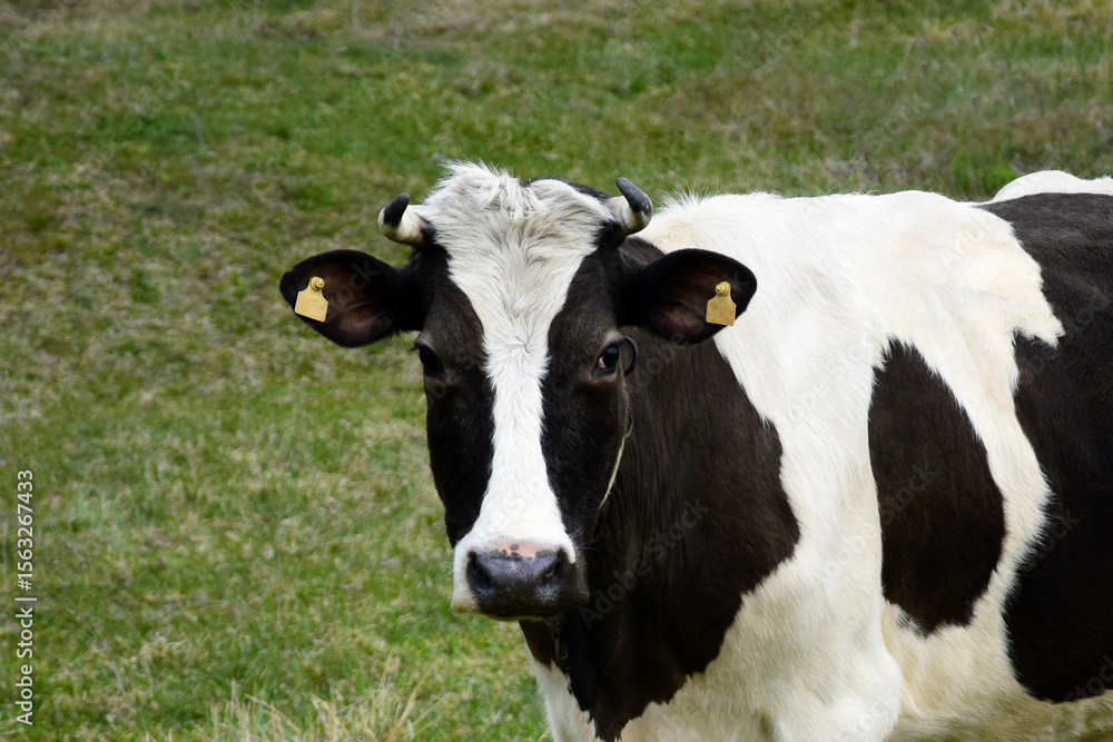 One black and white spotted cow grazing in early spring on green meadow. Close-up. Selective focus. One black and white spotted cow grazing in early spring on green meadow. Close-up. Selective focus.