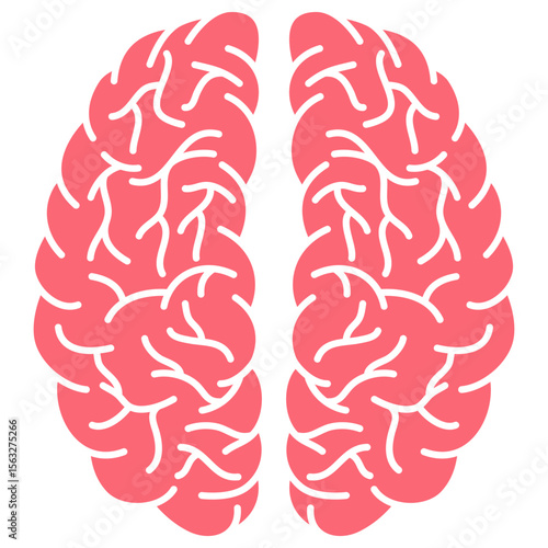 human brain anatomy illustration