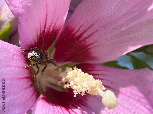 bee on pink flower