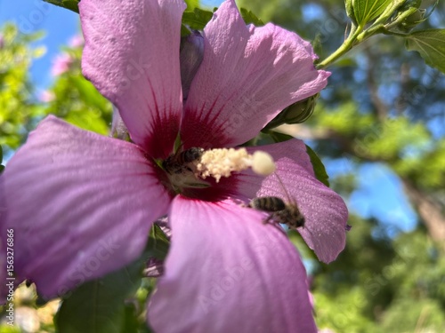 close up of pink flower with bee