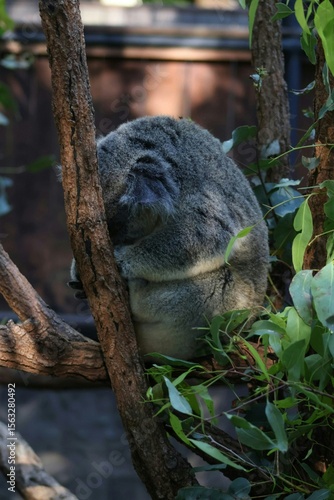 Photography koala sleeping on a branch