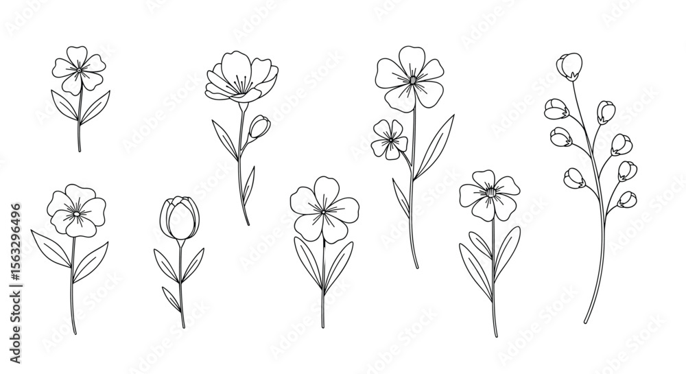 Fototapeta premium Delicate hand drawn botanical illustrations featuring flowers and seed pods on a white background