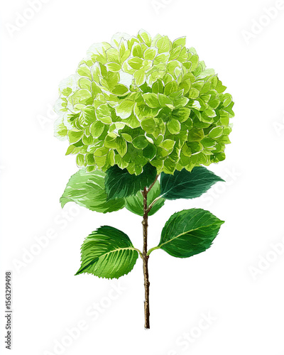 green hydrangea isolated on white background illustration watercolor