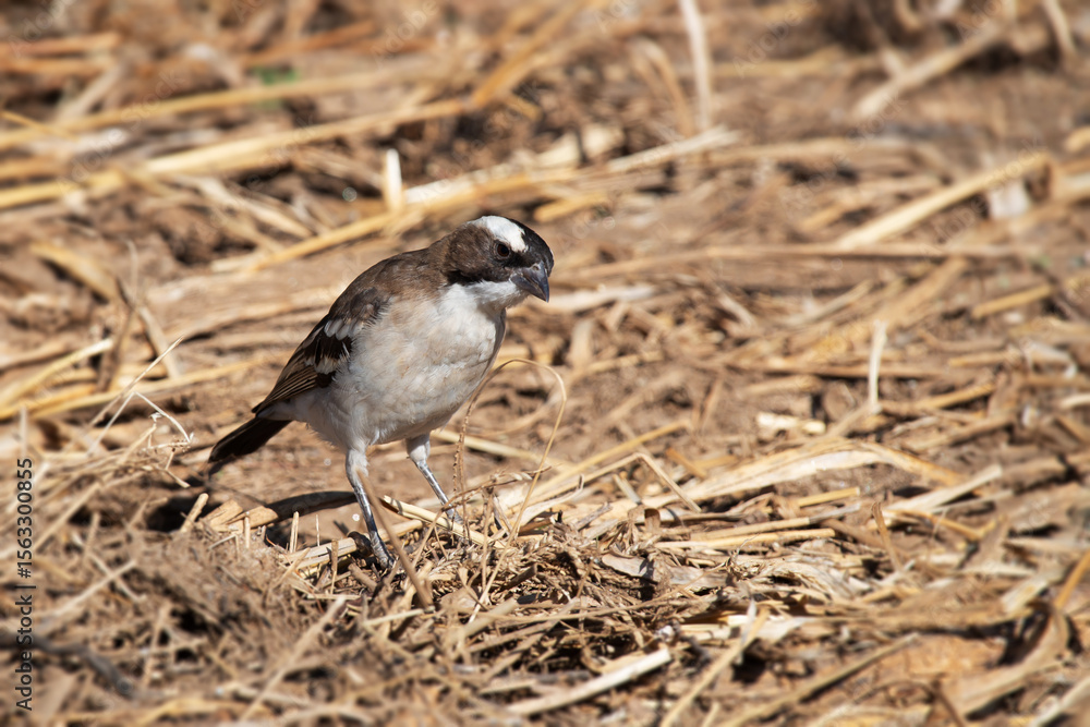 Obraz premium Mahali à sourcils blancs