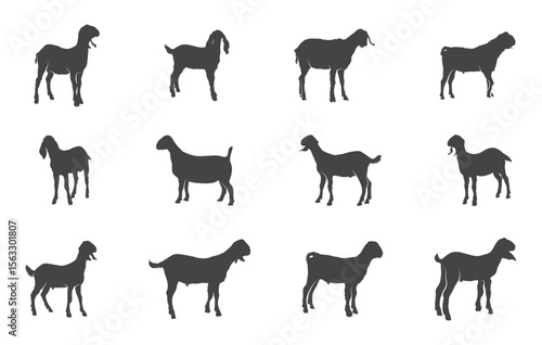 Nubian show goat svg, Nubian show goat silhouette, Show goat svg, Show goat silhouette, Nubian goat silhouette, Nubian goat svg.