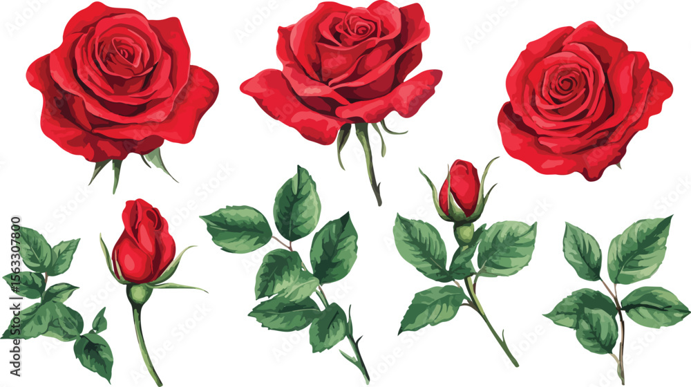 Naklejka premium Elegant Red Rose Set with Buds and Leaves on a White Background