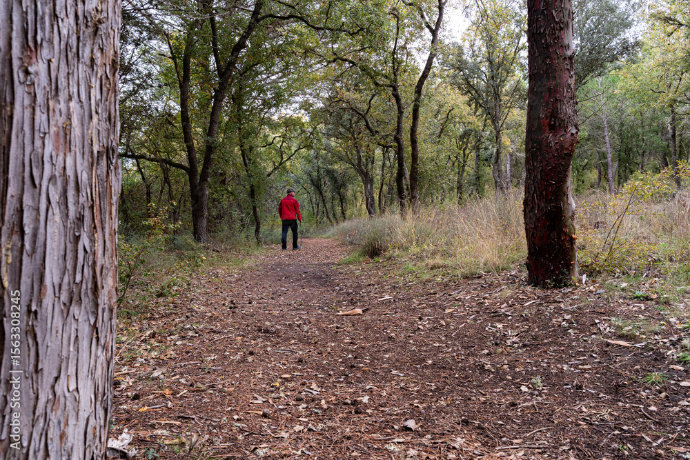 Fototapeta premium Forest guard walking through autumn woodland path