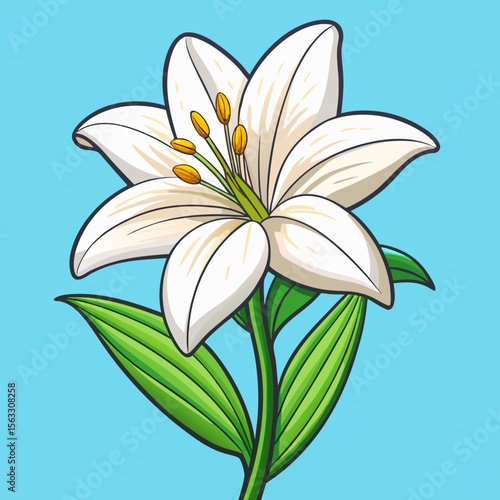 white lily flower