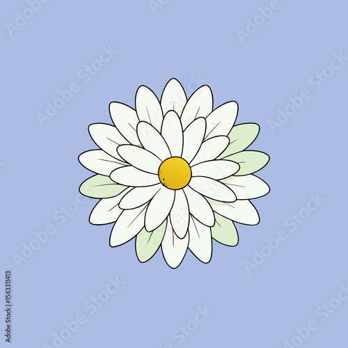 camomile on blue background