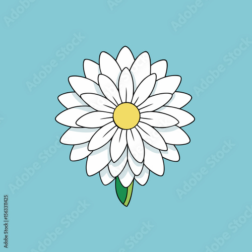 camomile on blue background