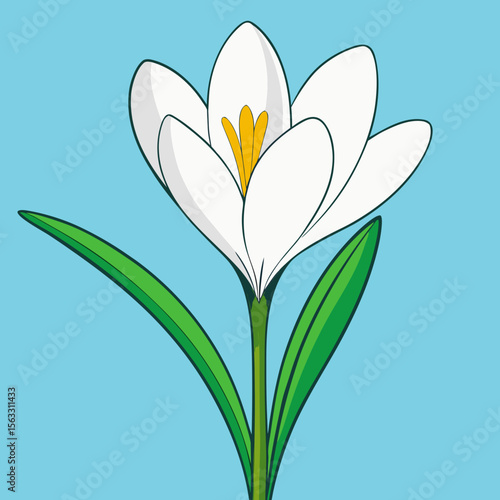 snowdrop flower vector illustration