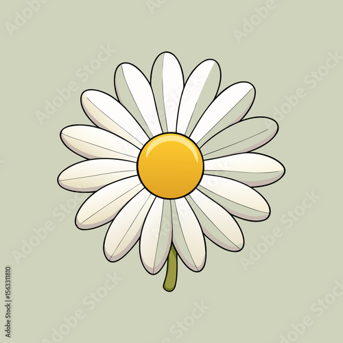 camomile on a white background