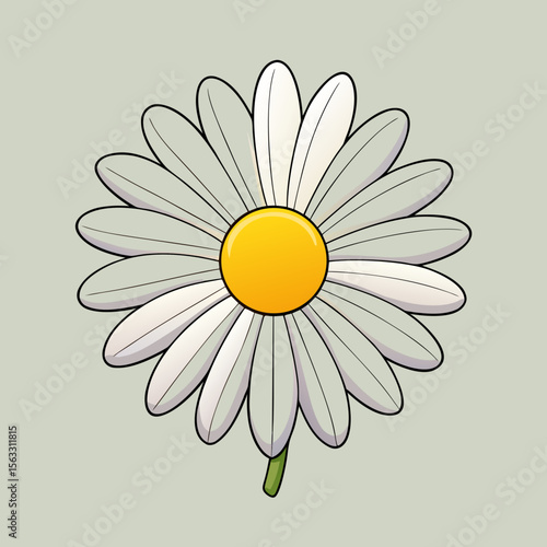 camomile on a white background