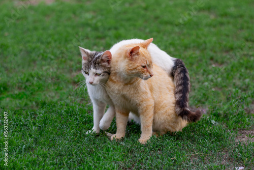 Photography Two affectionate cats cuddling together on the grass