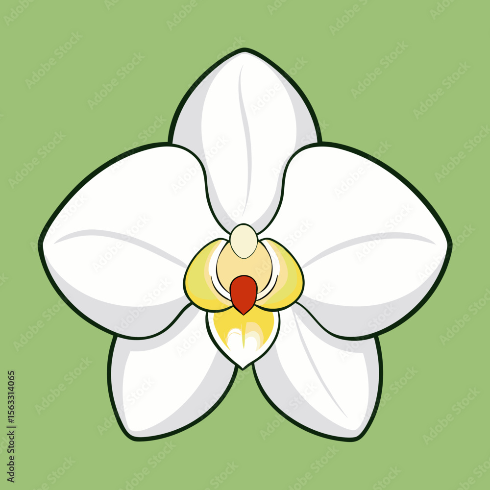 white orchid on green background white orchid on green background