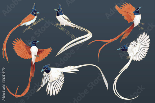 Foto Paradise flycatcher bird animal art print illustration set