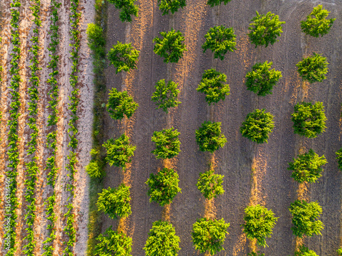 Aerial orchard grid of fruit trees spaced evenly over Mediterranean ground, Terra Alta, Catalonia, Spain, highlighting modern agricultural design and sustainable fruit production