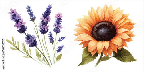 Vector art of lavender and sunflower isolated on white background