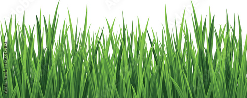 Green grass border frame. Transparent PNG and vector illustration