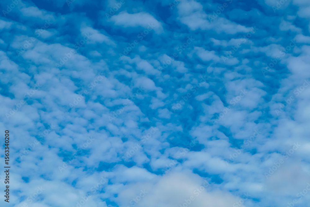 Obraz premium Beautiful pattern of altocumulus clouds drifts across vibrant blue sky. Peaceful and serene atmosphere. Textured skyscape, with its soft, cotton-like formations, offers a perfect natural background