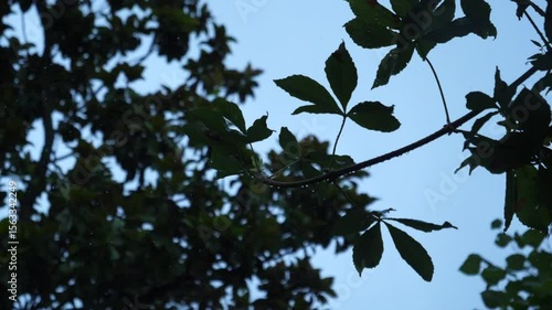 Pluie fine sur les feuilles
