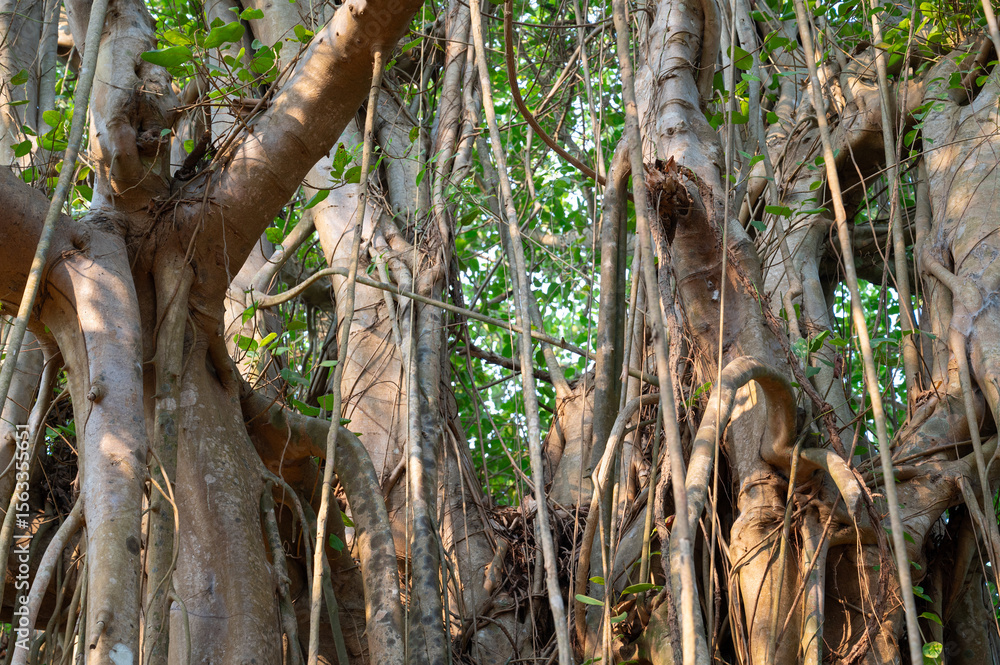 Fototapeta premium Ficus benghalensis, banyan fig, mangroves in India, tropical evergreen tree, large canopy coverage, aerial roots, monsoon and rainforests