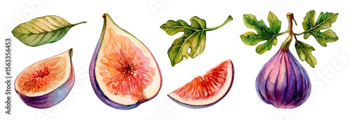 Watercolor depiction of figs and leaves highlighting fruit details and natural colors
