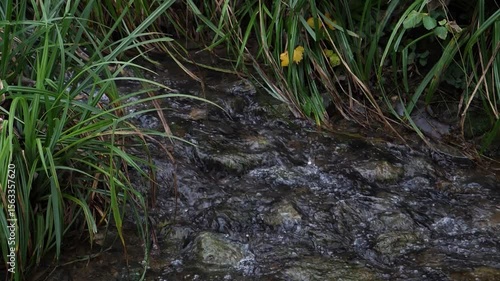 Ruisseau qui traverse la forêt