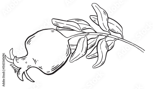 Pomegranate branch with ripe fruit in hand drawn style. Ink Brush sketch food illustration for menu and decoration clip art. Sketch Garnet ripe fruit and leaves on a branch, isolated engraved sign.