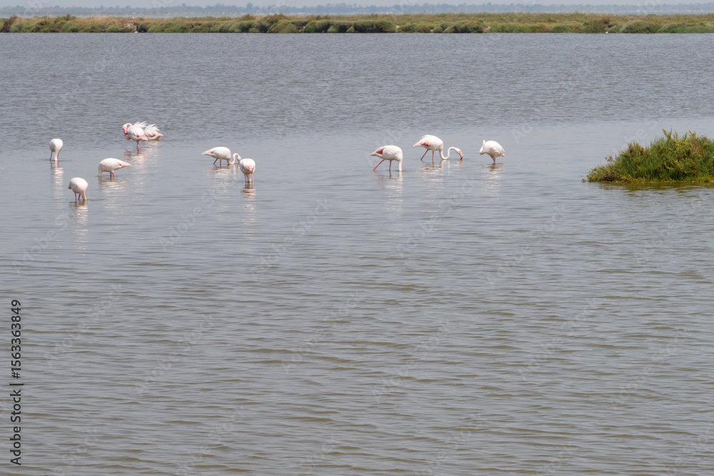 Fototapeta premium Flamingos auf Futtersuche in der Camargue.