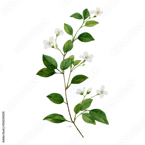 Green Branch with White Flowers on Isolated Background