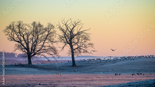 Canvas Print Cranes at Lake Hornborga on a cold spring morning