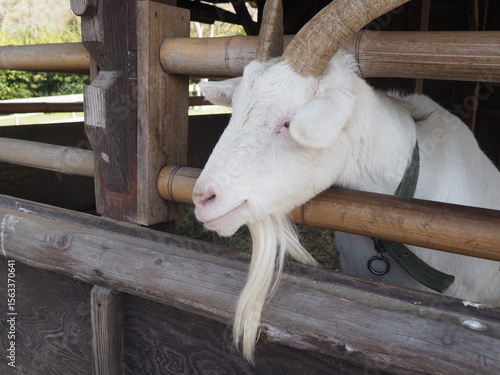 柵から顔を出す白ヤギ