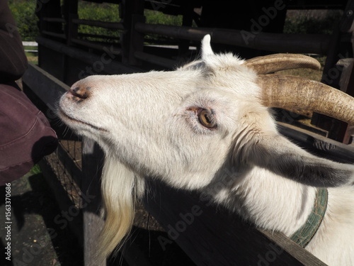 柵から顔を出すヤギ