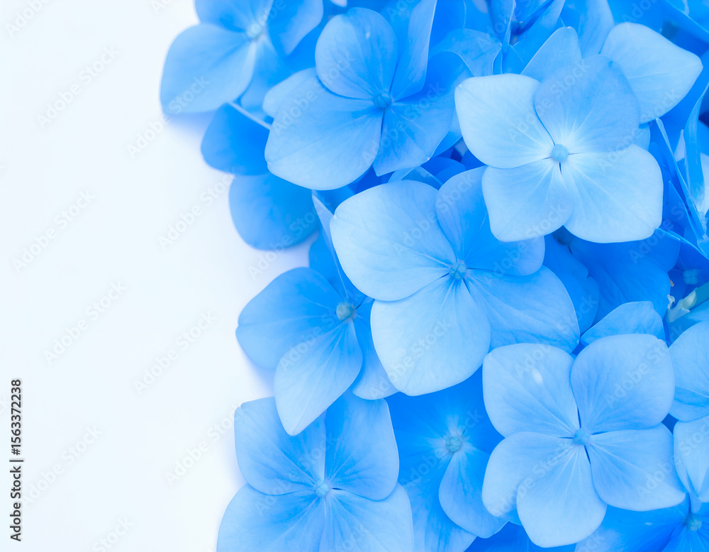 A beautiful close-up captures the serene and vibrant blue petals of delicate hydrangea blossoms, creating a peaceful A beautiful close-up captures the serene and vibrant blue petals of delicate hydrangea blossoms, creating a peaceful