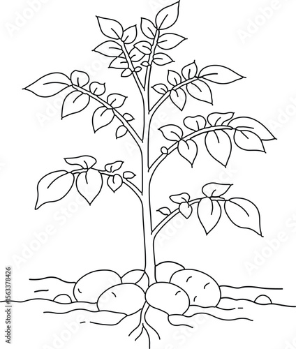 Line drawing of a potato plant with tubers growing underground in soil