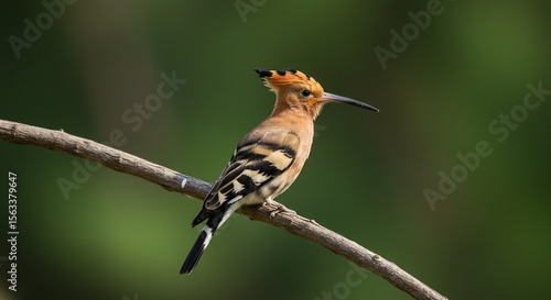 Striking Hoopoe Bird Perched on a Branch with a Blurred Green Background