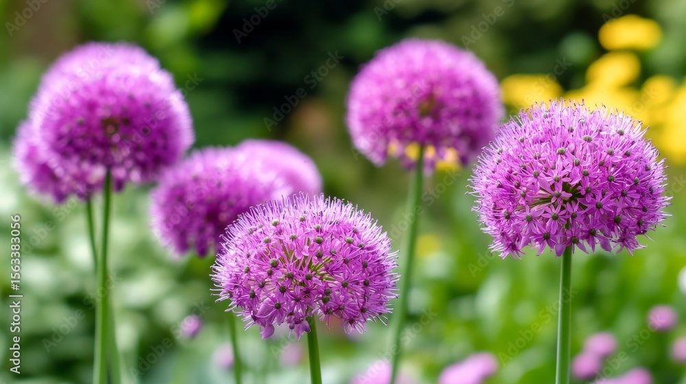 Obraz premium Vibrant Purple Spheres of Blooming Allium Flowers in a Lush Garden Setting with Green Foliage