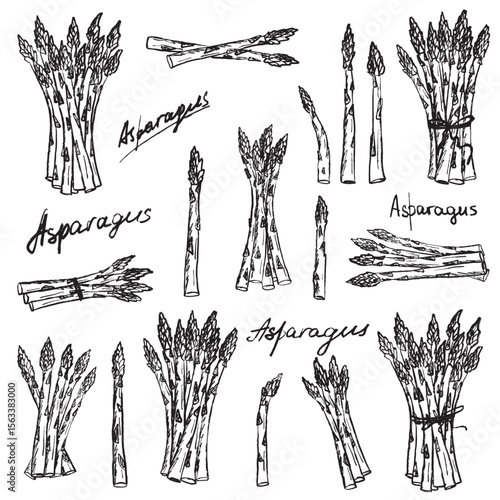 Big set with bundles and stalks of asparagus in black brush stroke texture isolated on white. Hand drawn vector sketch illustration in vintage charcoal ink. Healthy nutrition, fresh vegetable, diet