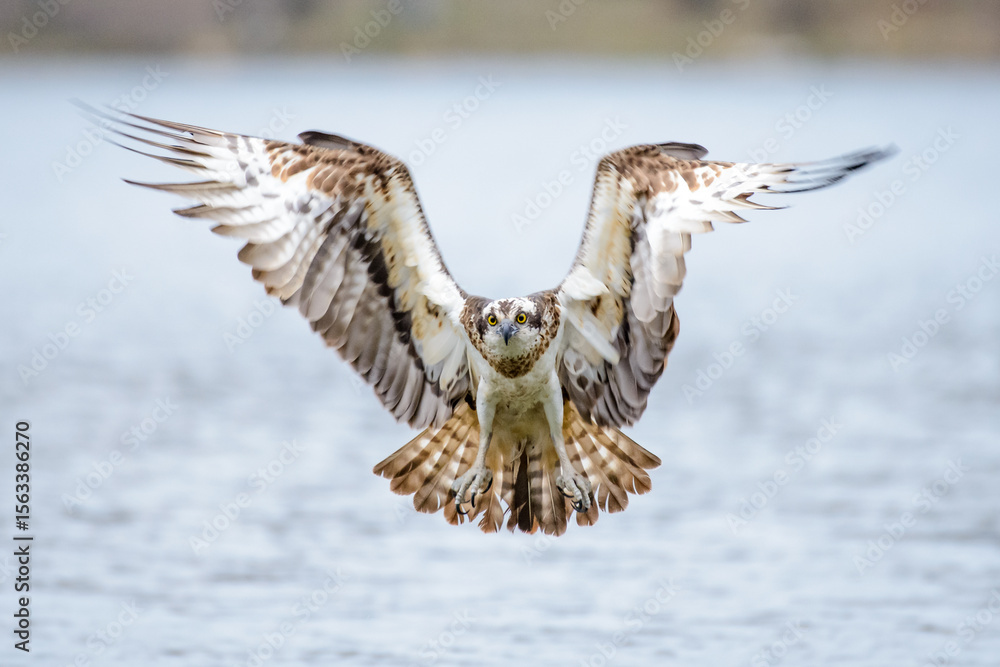 Obraz premium osprey in flight