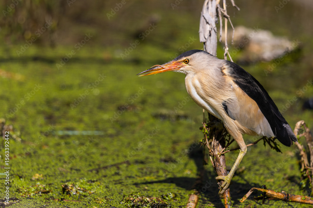 great blue heron ardea cinerea great blue heron ardea cinerea