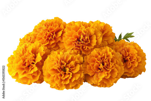 Vibrant Orange Marigolds Floral Bouquet Dark Background isolated on a transparent background