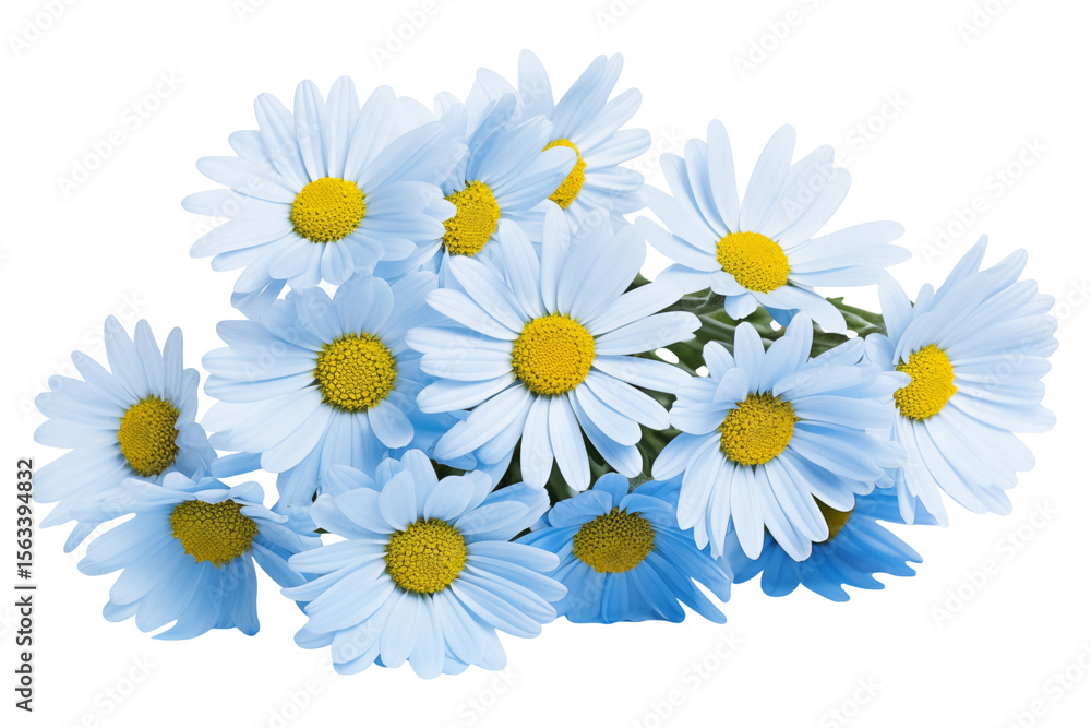 Obraz premium Floral composition of blue daisies isolated on transparent background.